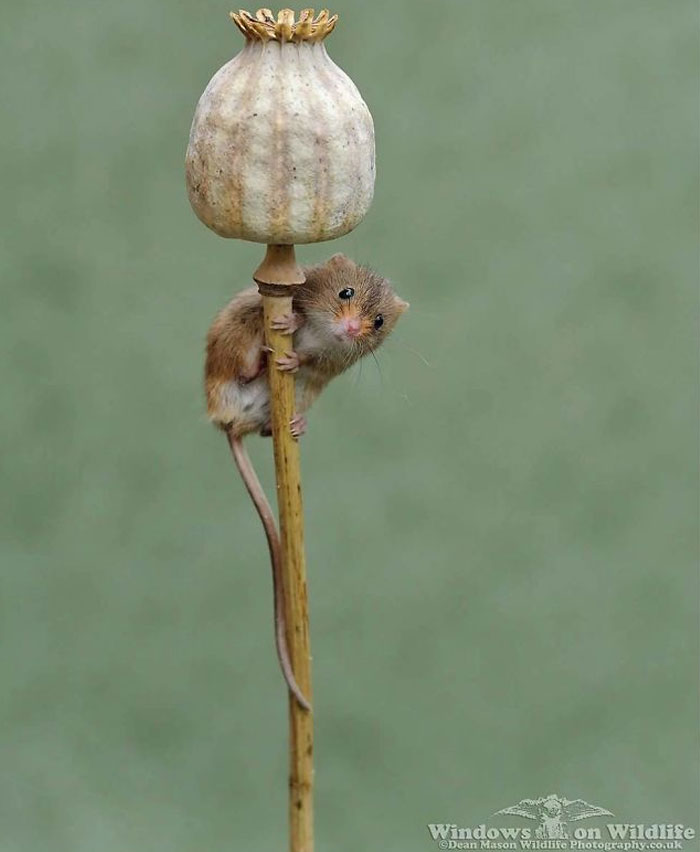 Британец настолько круто фотографирует мышек, кто к ним рождается любовь…