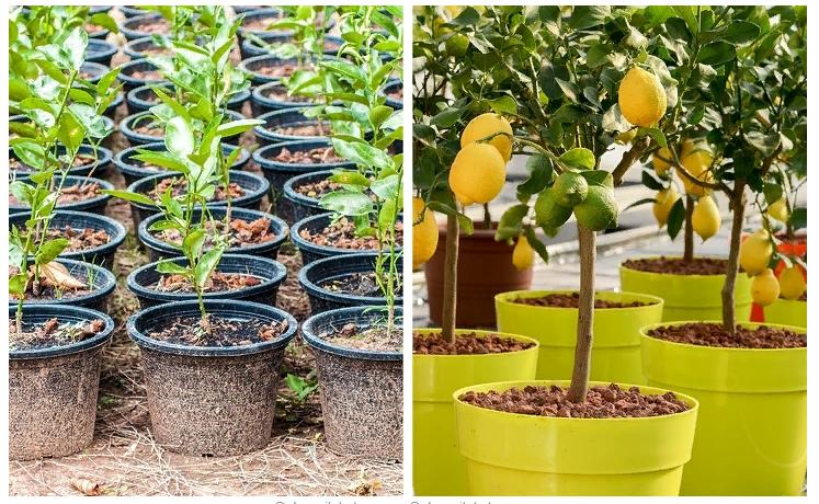 8 деревьев, которые вы можете вырастить из семян фруктов, которые купите в магазине