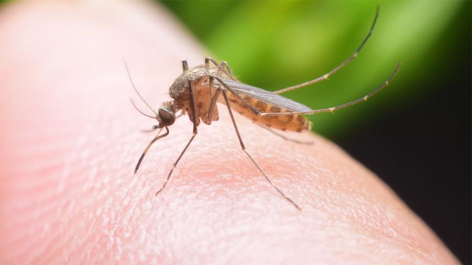 Кого из друзей не стоит звать на природу: ученые назвали типы людей, которые сильнее других привлекают комаров