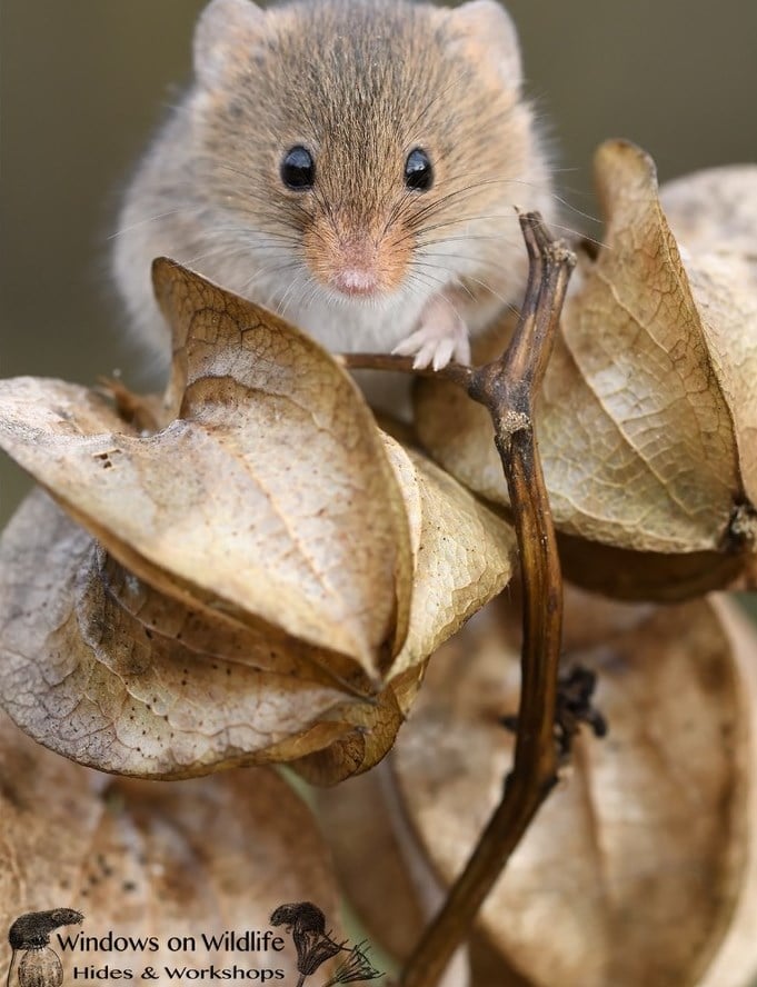 Британец настолько круто фотографирует мышек, кто к ним рождается любовь…