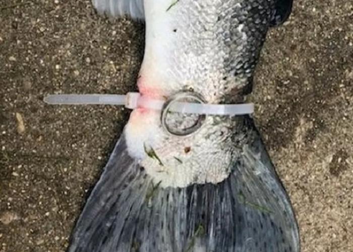 “Золотая рыбка”: в США поймали рыбу, к хвосту которой было пристегнуто обручальное кольцо с бриллиантом