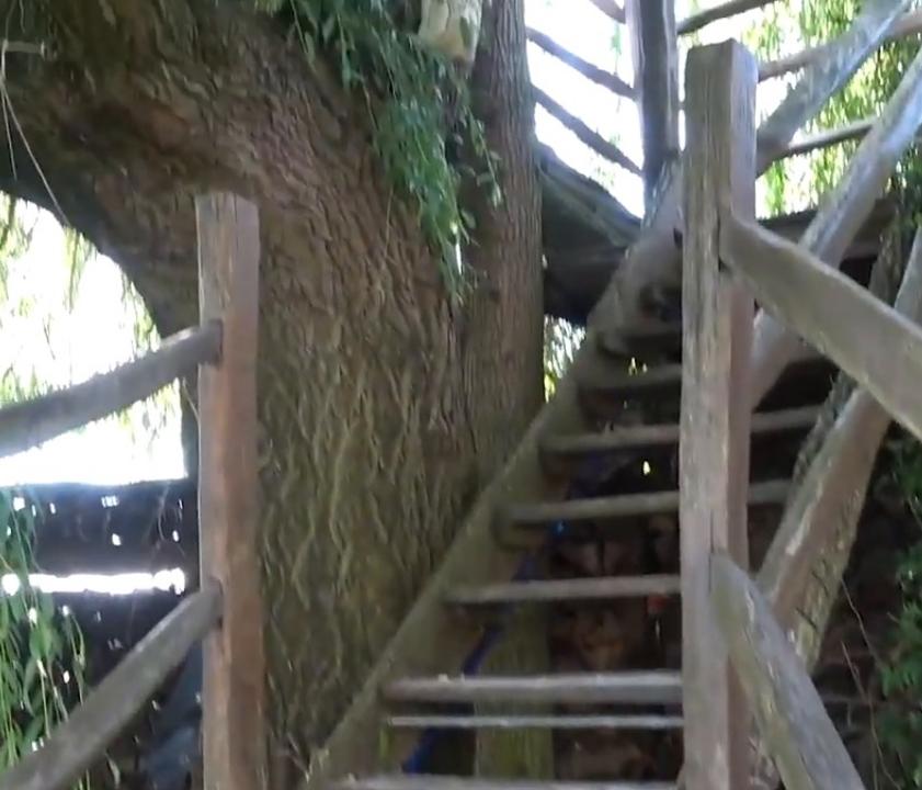 65-летний мужчина удивил своих соседей, сделав дом на дереве за 10 тыс. долларов