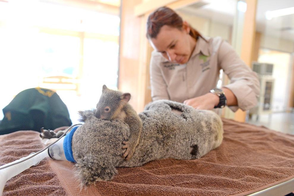 Детеныш коалы по кличке Фантом трогательно обнимает свою маму, пока ей делают операцию