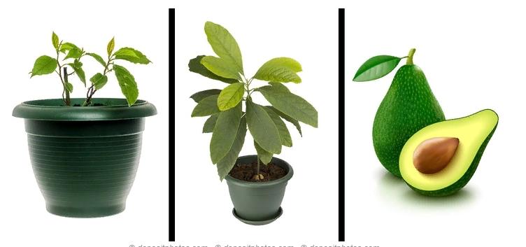 8 деревьев, которые вы можете вырастить из семян фруктов, которые купите в магазине