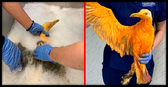 Ветеринару принесли экзотическую птицу. Но правда оказалась весьма неожиданной - это была чайка