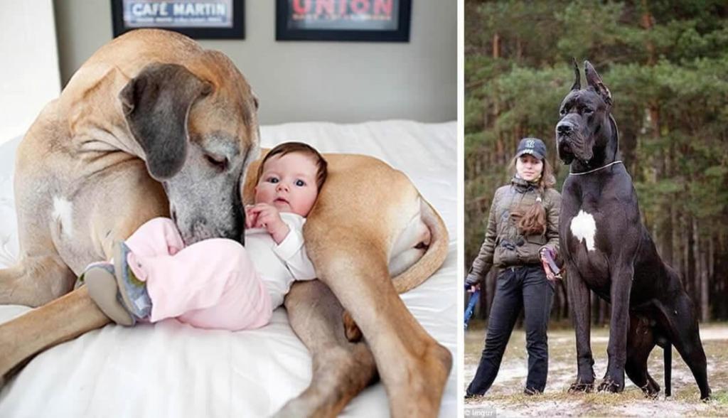 Гигантские собаки, в существование которых трудно поверить: реальные снимки и никакого фотошопа