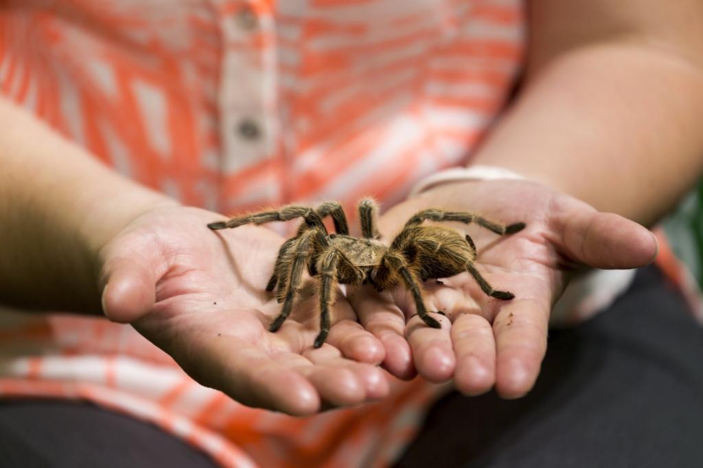 Нашествие тарантулов в Колорадо – что делать, когда кругом пауки размером с ладонь (фото)