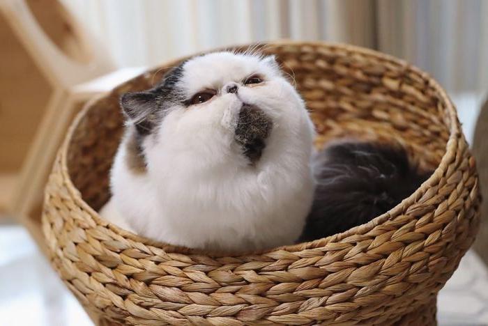 Благодаря округлым формам пушистый кот Зуу стал новой звездой Интернета