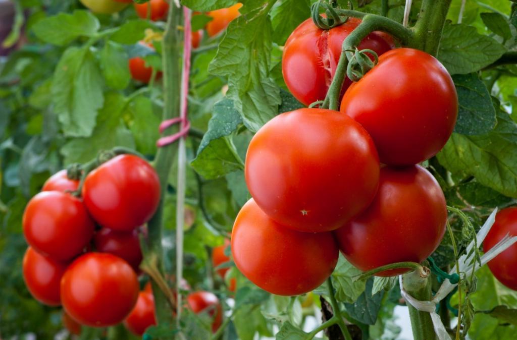 Высота томатов: не выбираем, а адаптируем
