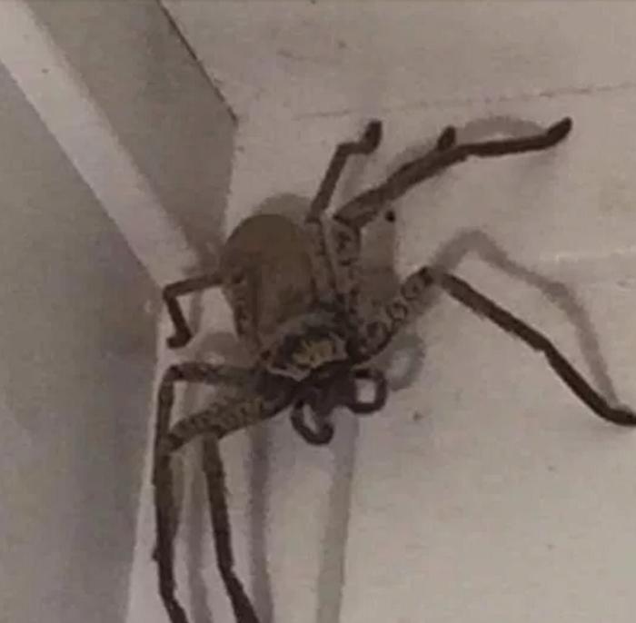 Девушка обнаружила дома огромного паука. За помощью она обратилась... в соцсети