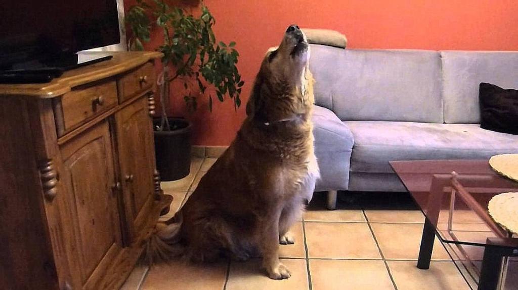 Советы опытного кинолога: что делать, если ваша собака громко воет, когда вы уходите из дому