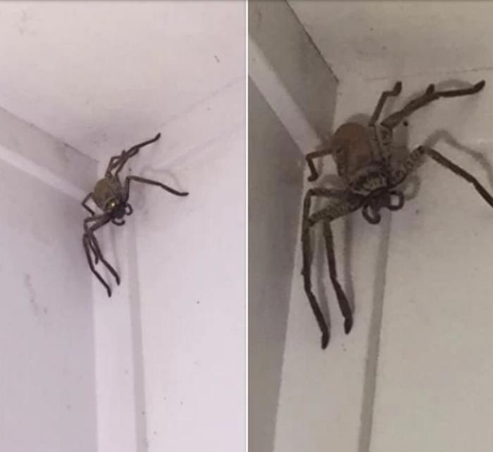 Девушка обнаружила дома огромного паука. За помощью она обратилась... в соцсети
