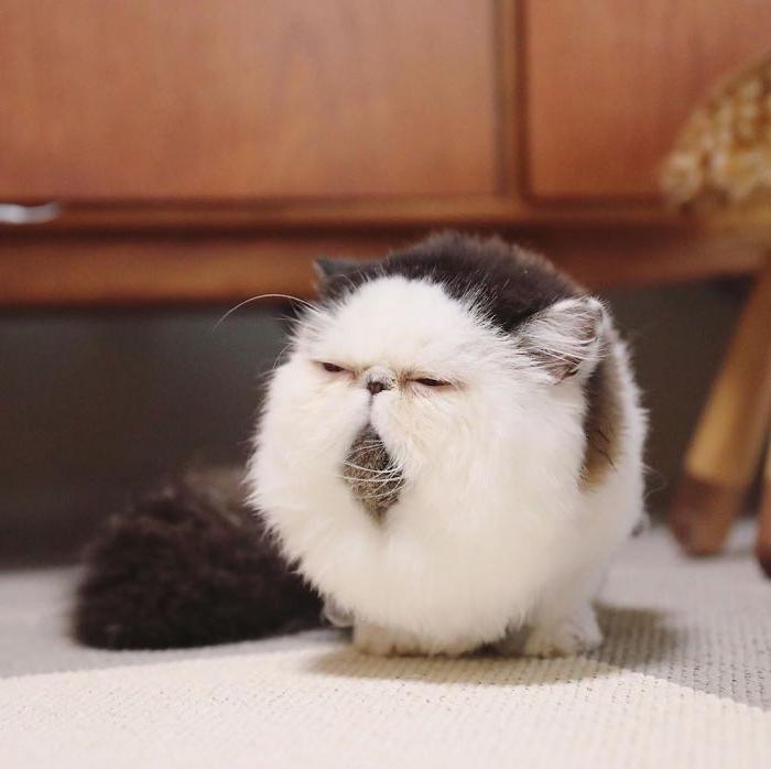 Благодаря округлым формам пушистый кот Зуу стал новой звездой Интернета