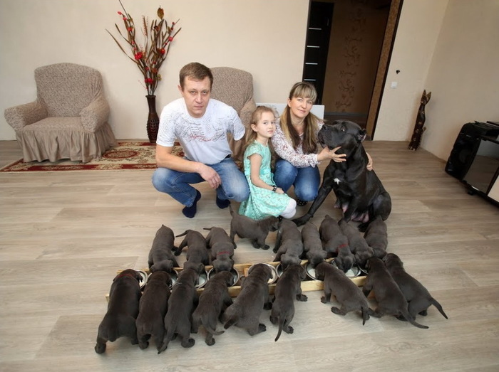 Собака Кира прославила Воронежскую область став, матерью-героиней родив 19 малышей