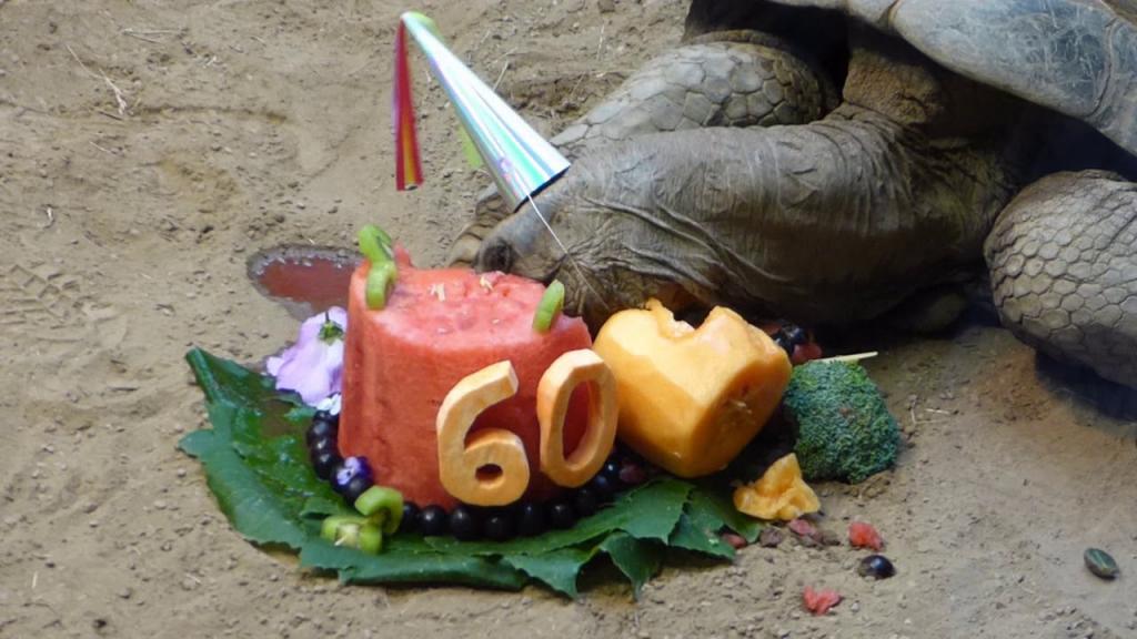 Зоопарк устроил вечеринку в честь 60-летия черепахи. Ей подарили фруктовый торт