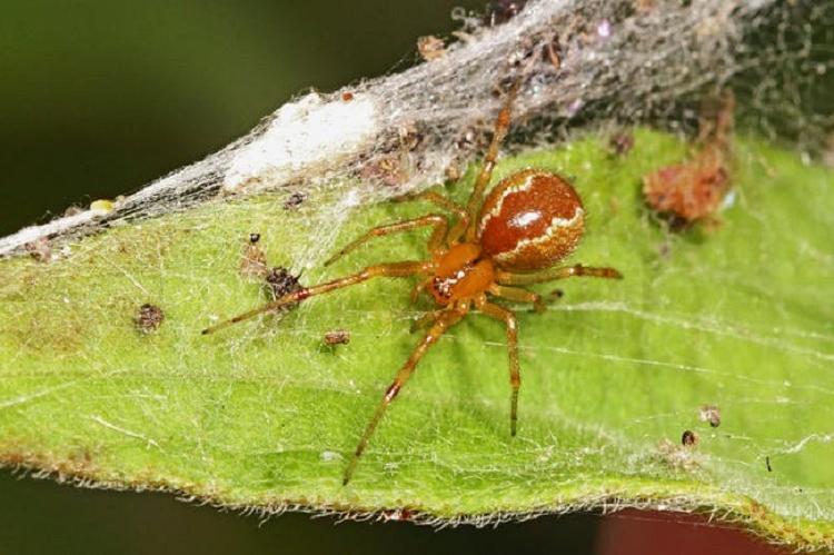 Глобальное потепление приводит к тому, что пауки становятся агрессивнее: новое исследование