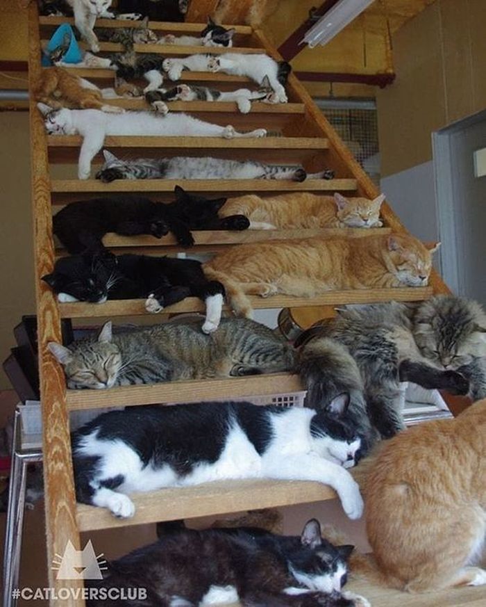 Для сна нет преград: фото котов, которые это доказали