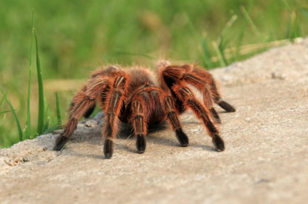 Нашествие тарантулов в Колорадо – что делать, когда кругом пауки размером с ладонь (фото)