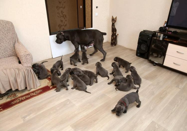 Собака Кира прославила Воронежскую область став, матерью-героиней родив 19 малышей