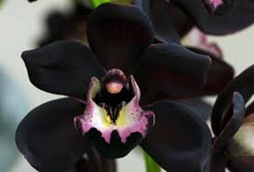 Мистическая орхидея: стоит ли держать в доме красавицу