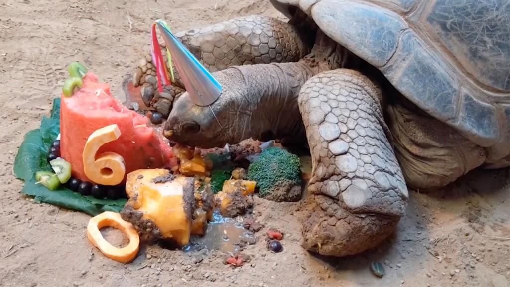 Зоопарк устроил вечеринку в честь 60-летия черепахи. Ей подарили фруктовый торт