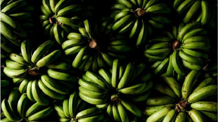 В Латинской Америке обнаружили вирус, который может погубить банановые культуры
