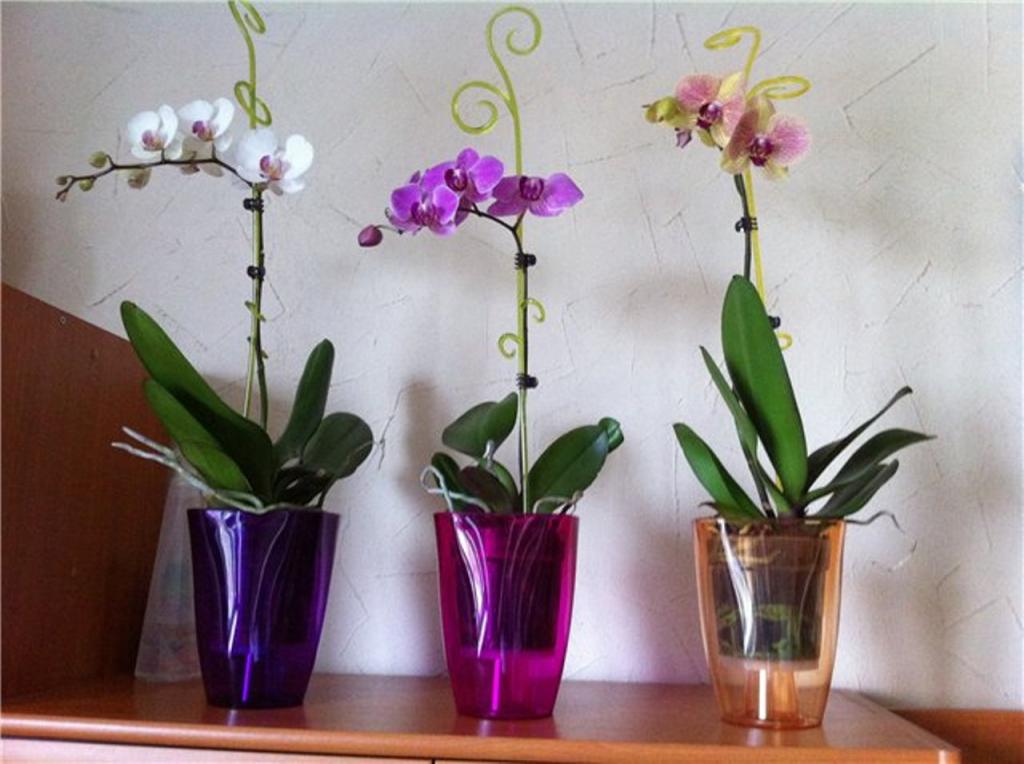 Мистическая орхидея: стоит ли держать в доме красавицу