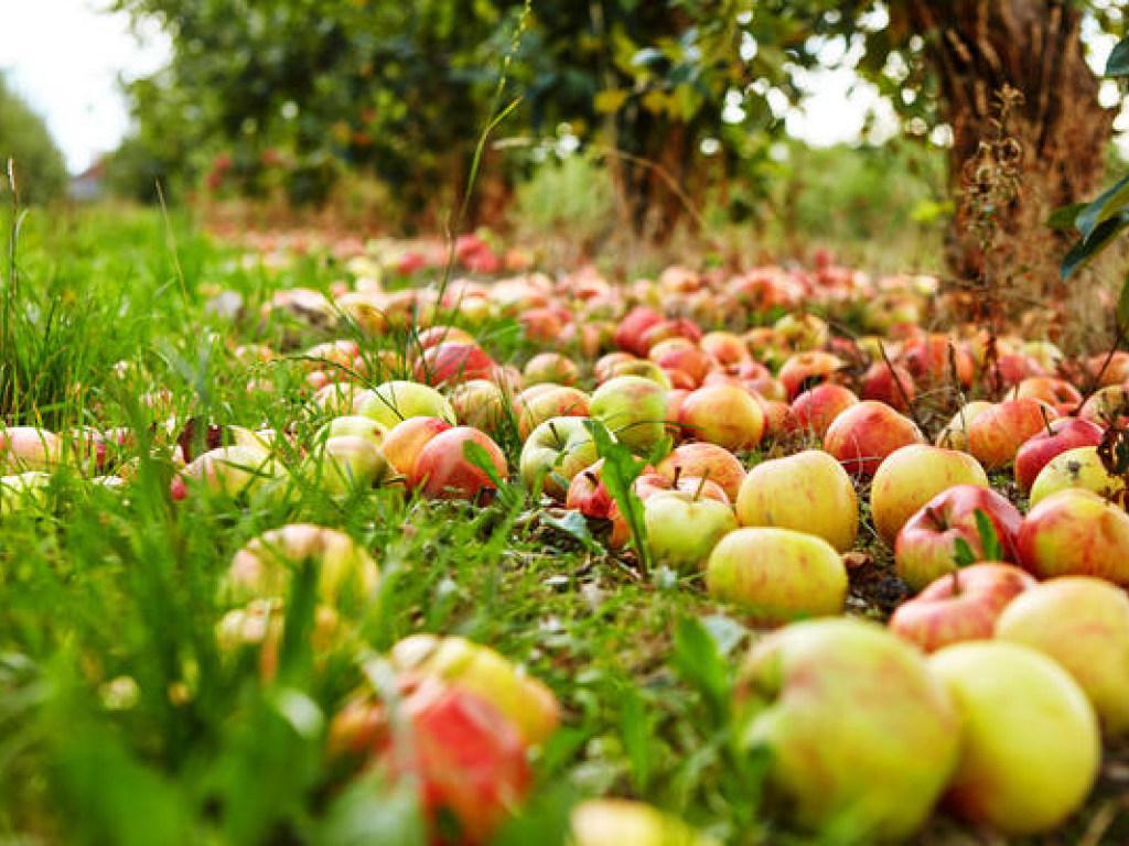 Оказывается, урожай яблок может указать на некоторые проблемы в саду. Это хорошая подсказка для садовода