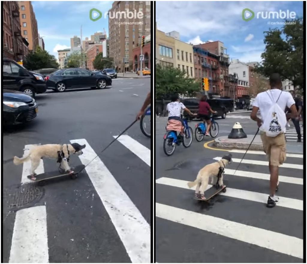 Как нужно выгуливать собаку: например, в Нью Йорке человек катает своего друга на скейтборде (видео)