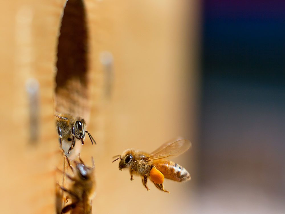 Хозяин пасеки рассказал мне о 6 простых вещах, которые мы можем сделать прямо сейчас, чтобы помочь спасти пчел от исчезновения