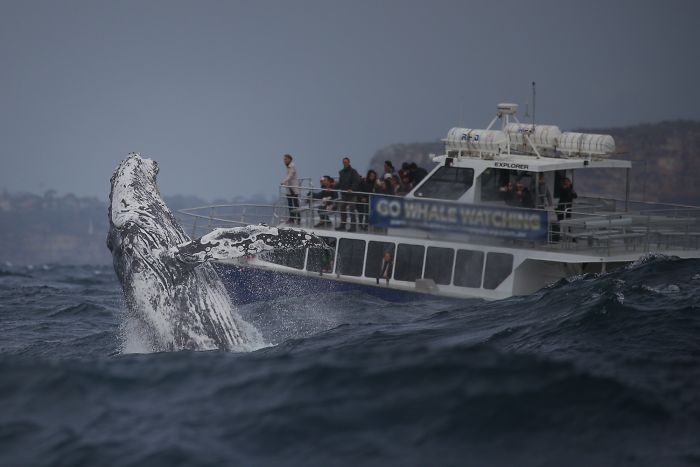 Туристы явно не рассчитывали увидеть кита так близко — и не на шутку испугались
