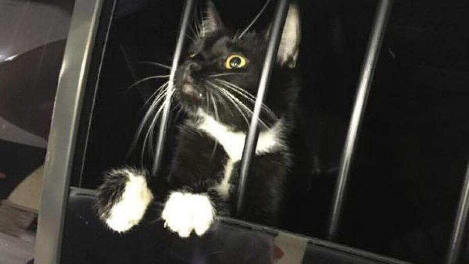 Хозяева дома ошибочно приняли кота за грабителя и вызвали полицию: животное забрали в приют