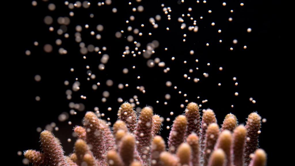Осеннее чудо: коралловые рифы размножаются икринками одновременно во всем мире (ученые не могут дать этому объяснение)