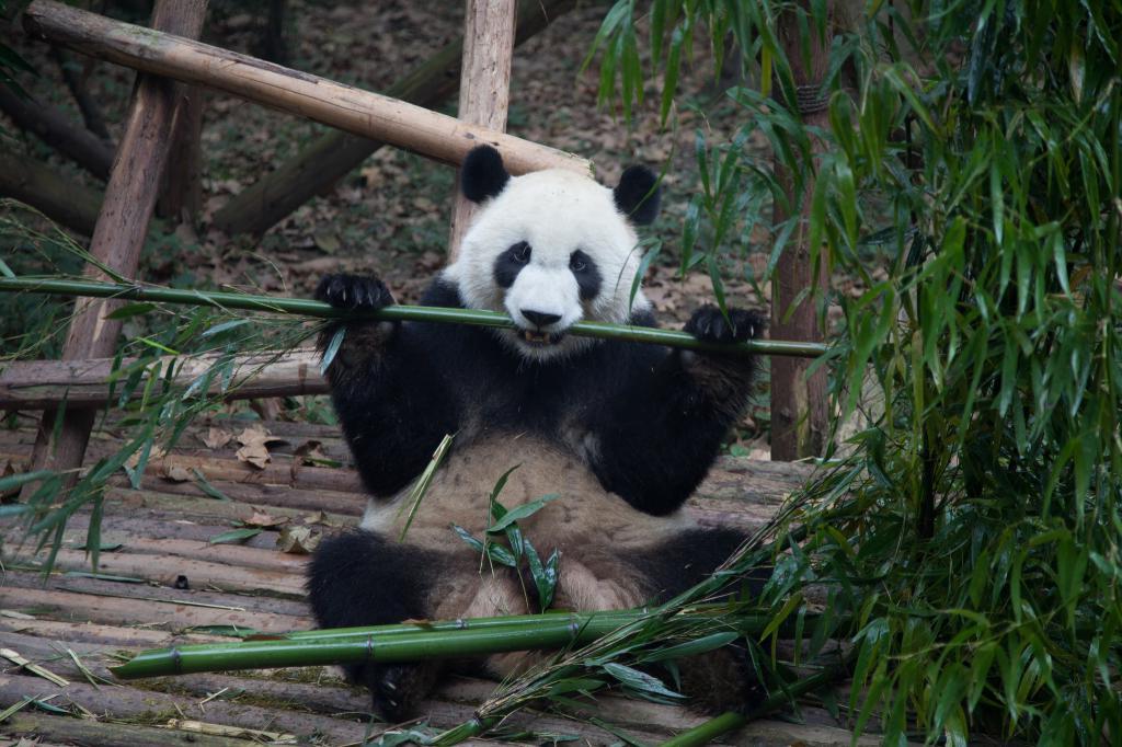 Чтобы защитить исчезающий вид, Китай продвигает строительство национального парка гигантских панд