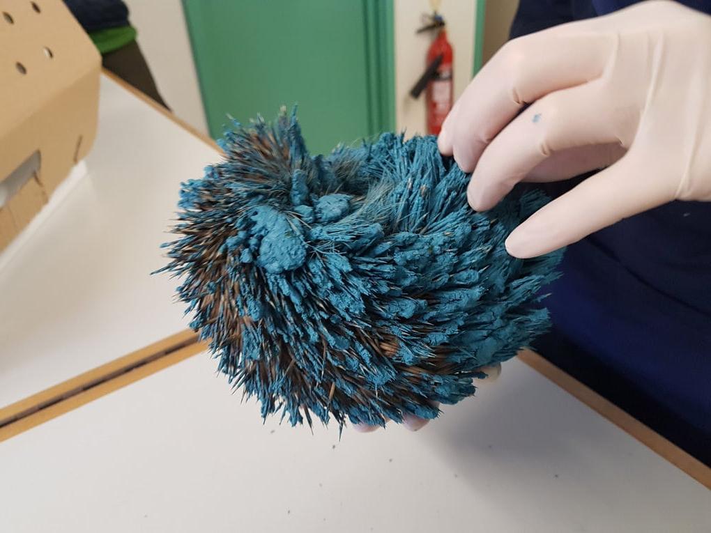 Люди нашли в саду странный синий шарик: когда отмыли его, поняли, что это животное