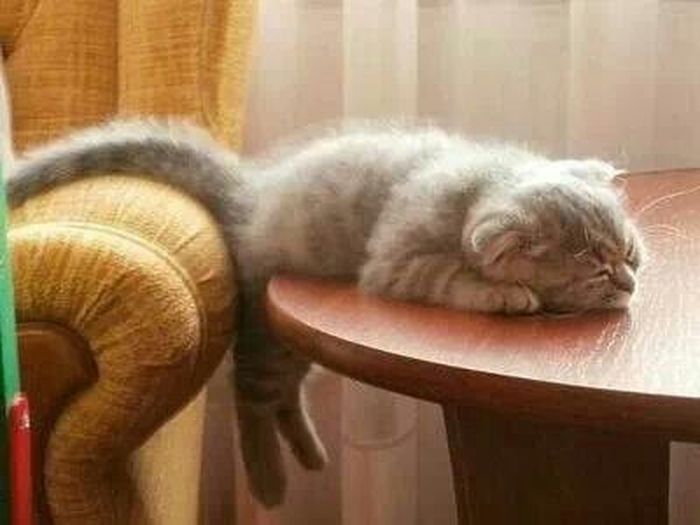 10 забавных фото, которые доказывают, что котики могут спать в самых неожиданных местах