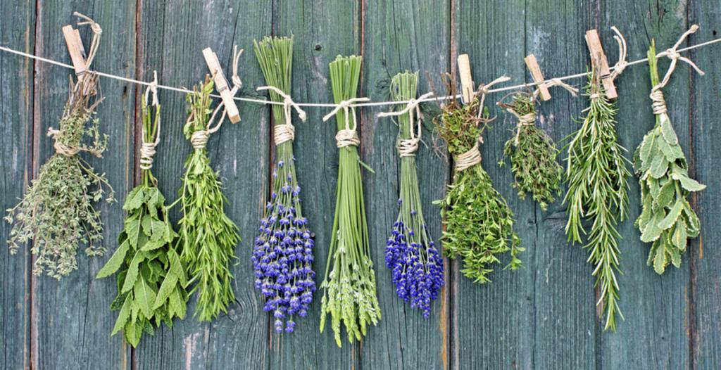 10 ароматических трав, которые можно выращивать в воде в течение всего года: мята, розмарин и другие