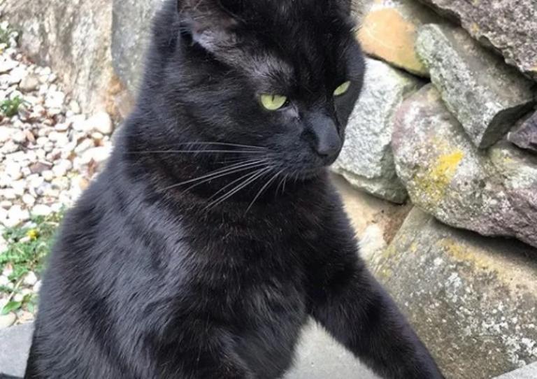 Женщина подобрала брошенного черного котенка. Через пару месяцев его внешний вид напугал знакомых хозяйки (фото)