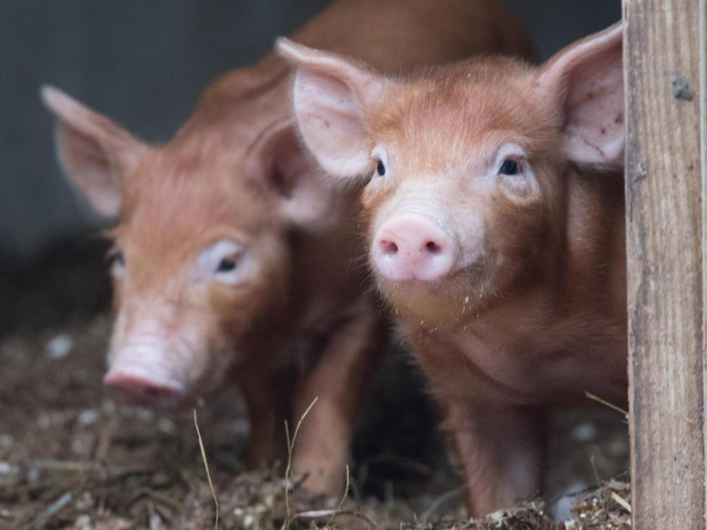 В штате Аризона нельзя кормить свиней   10 самых нелепых законов из разных штатов Америки