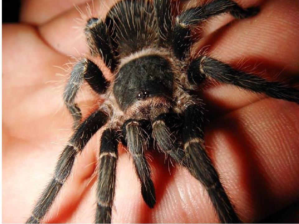 Они не вредят людям, помогают бороться с вредителями: 5 причин, почему не стоит бояться пауков
