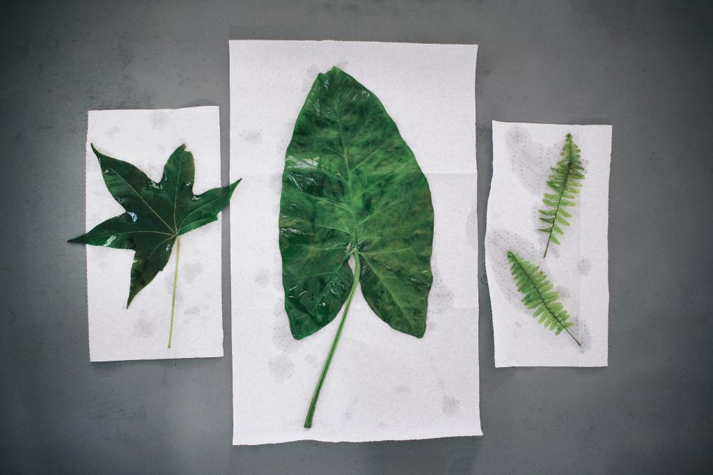 Я научилась стабилизировать растения в глицерине и сделала несколько картин с зелеными листьями: получилось очень красиво
