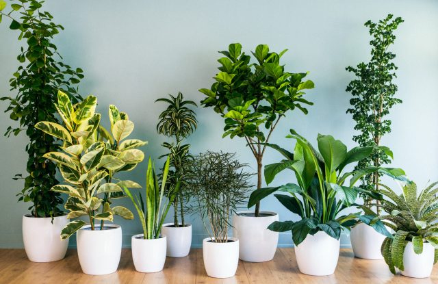 17 лучших комнатных растений для очистки воздуха по версии NASA