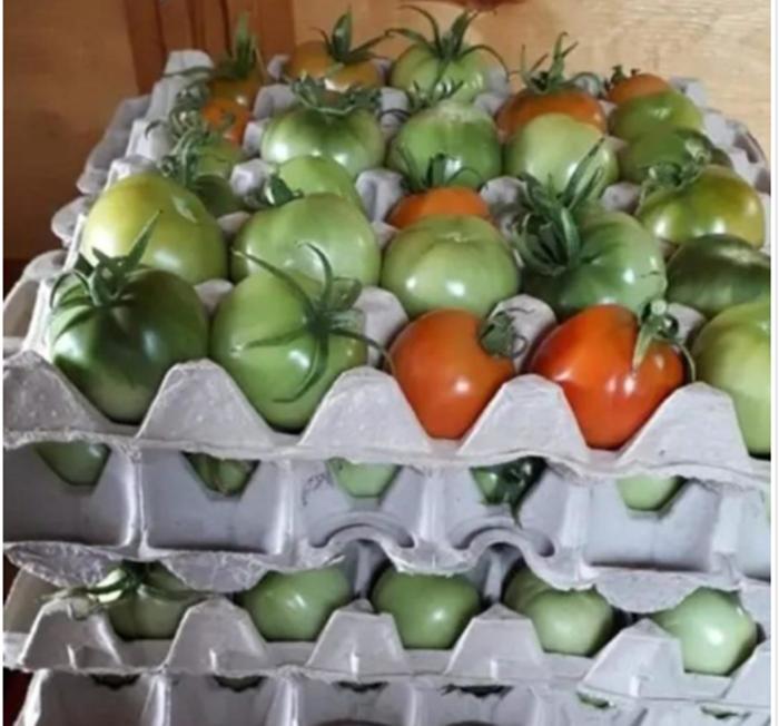 Чтобы помидоры не пропали осенью, собираю их зелеными и использую бабушкины приемы, которые помогают им созреть