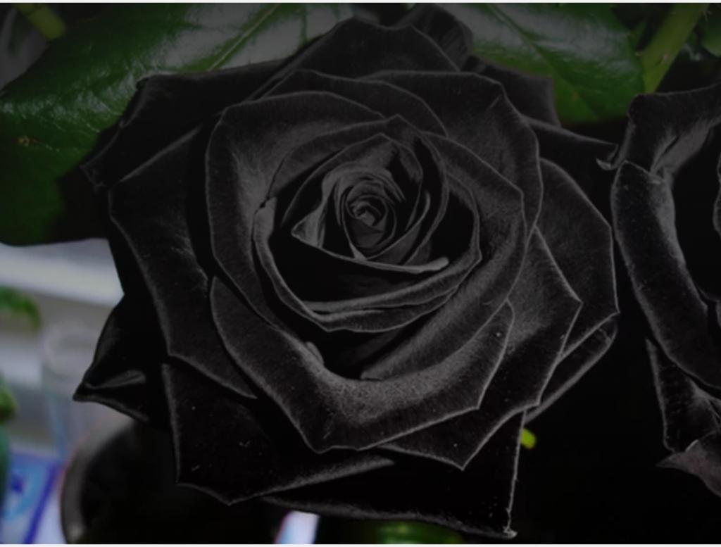 Это не пигмент: черные розы существуют на самом деле и растут в естественных условиях в Турции
