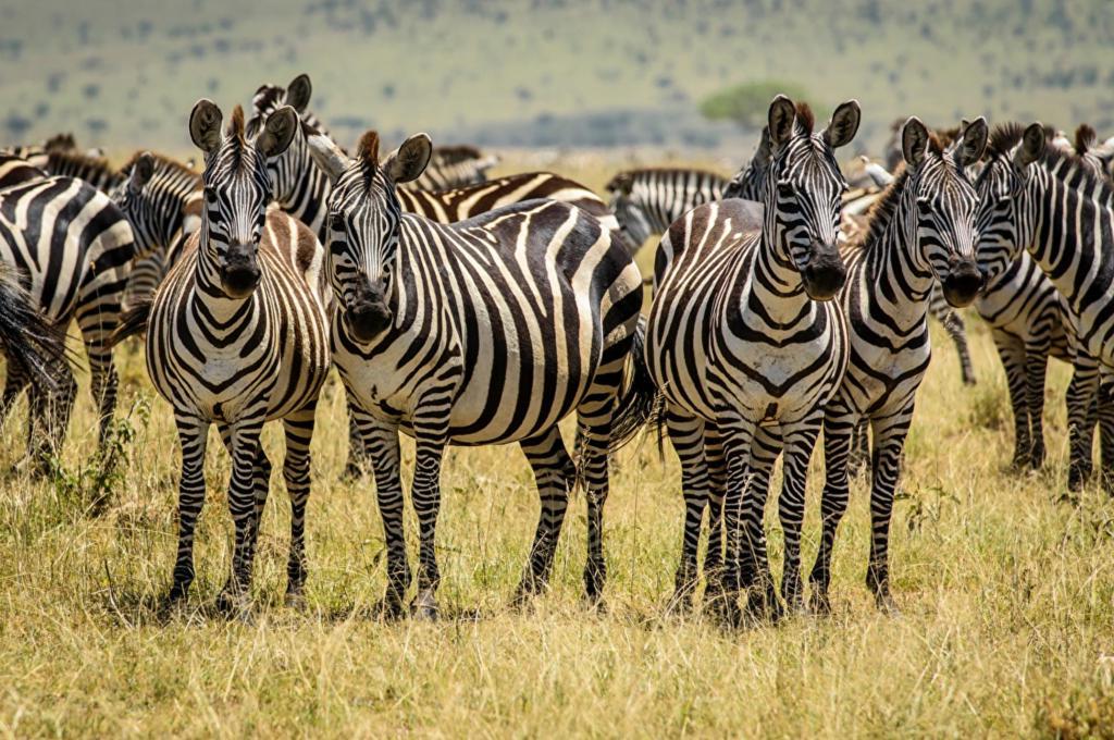 В Кении родилась зебра, у которой пятна вместо полос. Как выглядит юное  чудо : фото