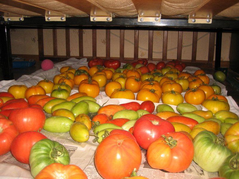 Как сохранить свежие помидоры до весны в домашних условиях: проверенные способы