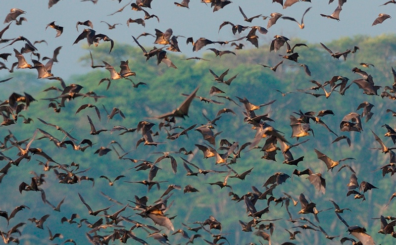 Воздушные мигранты: миллионы летучих мышей слетаются осенью на фруктовые деревья в Замбии