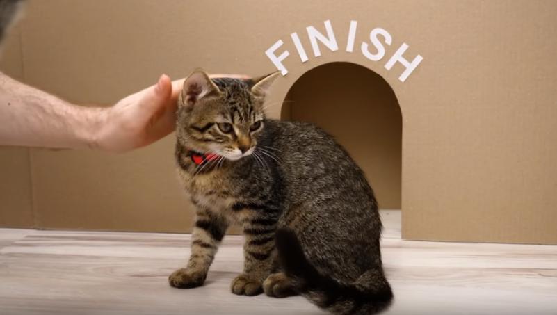 Кошки очень умны и обладают самой тонкой интуицией: эксперимент с лабиринтом это подтвердил (видео)