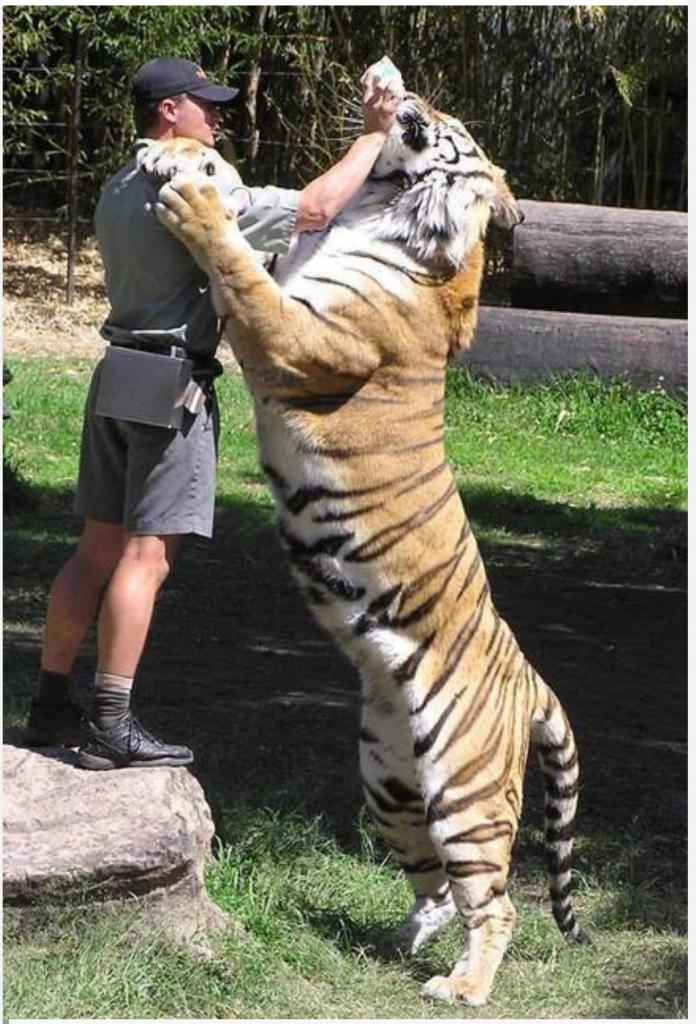 Тигры в реальности гораздо больше, чем кажется: реальный масштаб в фотографиях