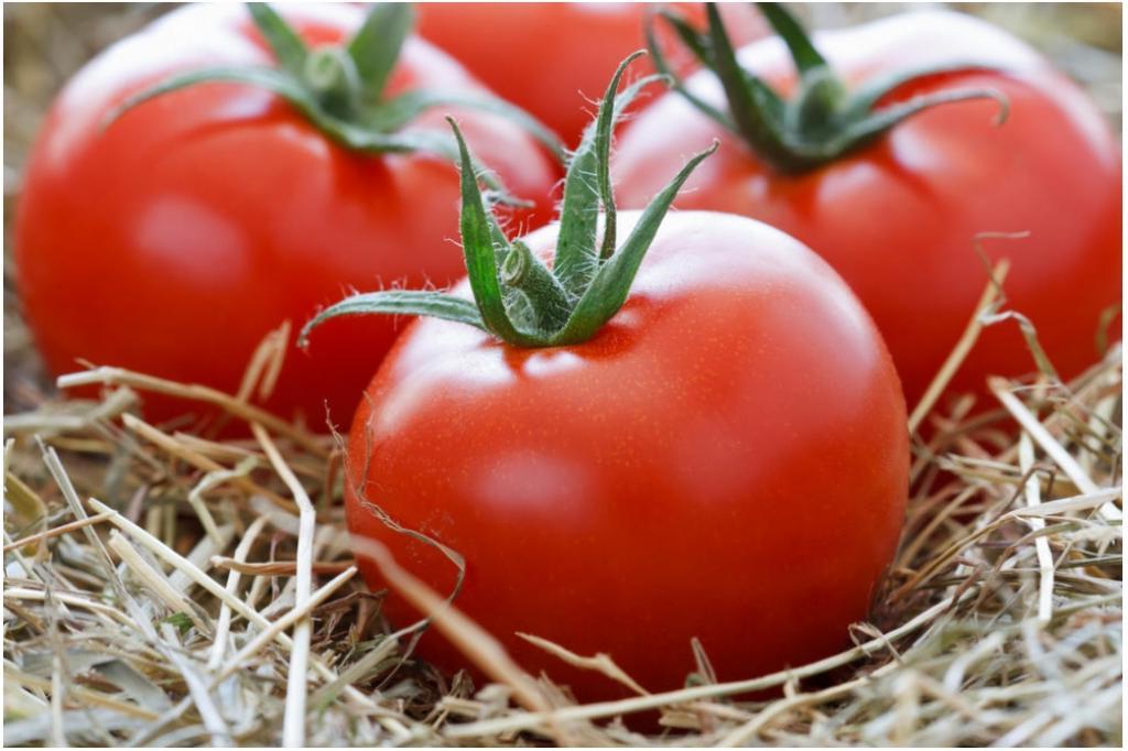 Как сохранить помидоры свежими? Секреты хранения томатов до весны